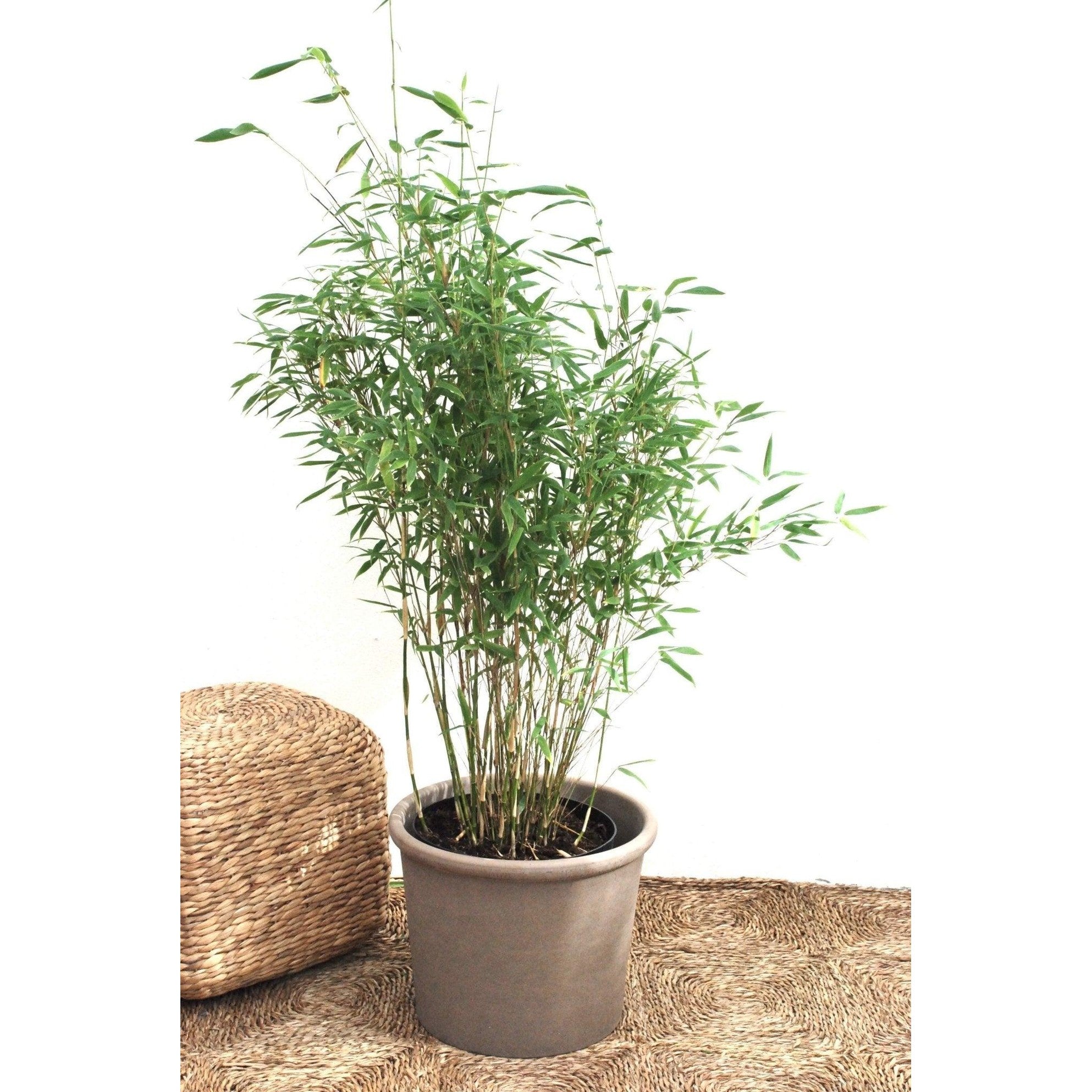 Bergsbambu - Jumbo - Fargesia murielae 150-175cm, Co 47 - Storpack 5st